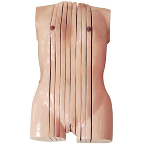 Female torso vertical slice anatomical model